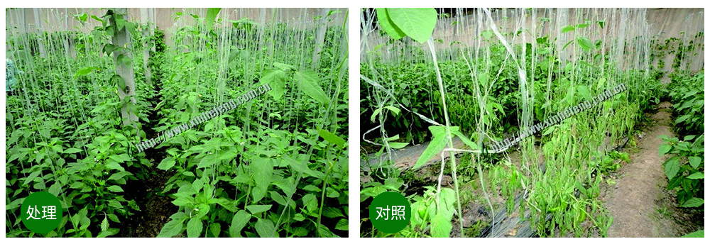 領先生物創(chuàng)新型生防菌劑熒保素應用案例