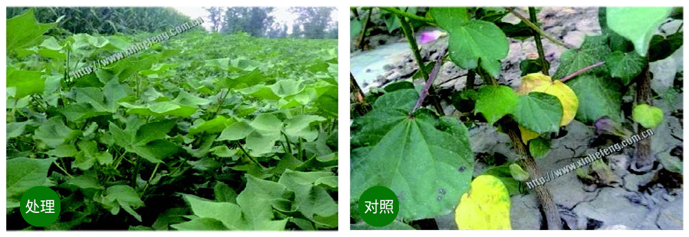 領先生物創(chuàng)新型生防菌劑熒保素應用案例